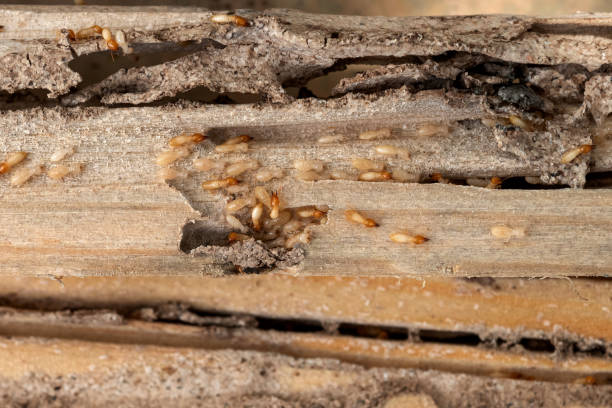 Best Local Pest Control Services  in Walker Mill, MD